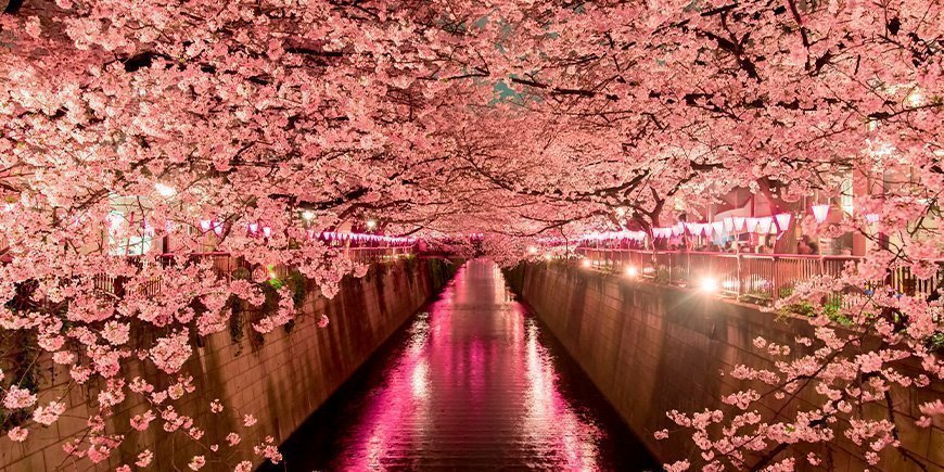 Cherry blossom at night in Tokyo