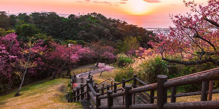 Cherry blossom in a park in Okinawa