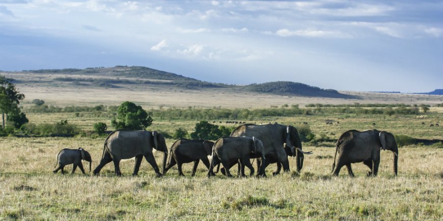 Elephant herd in Masai Mara