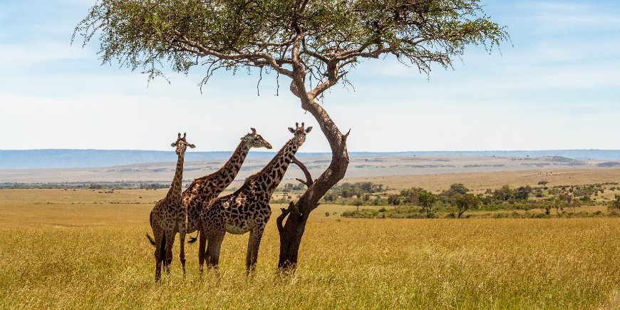 Giraffes at the savanna in Masai Mara