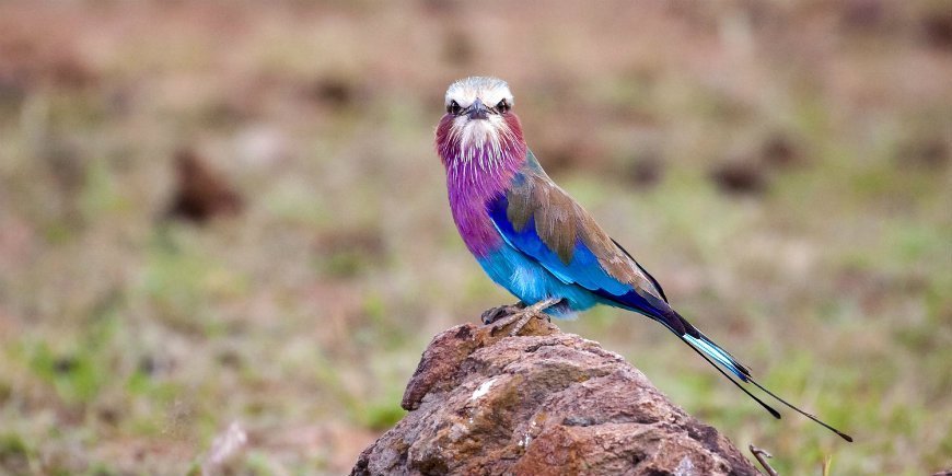 Lilac-breasted roller in Masai Mara