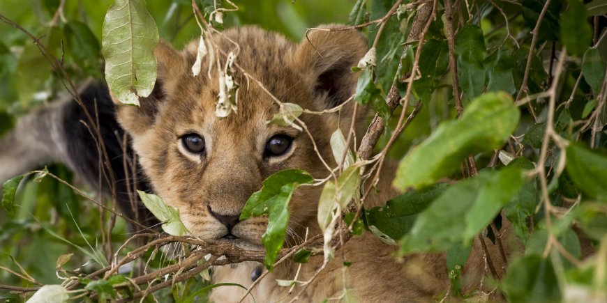 Lion cub in Masai Mara