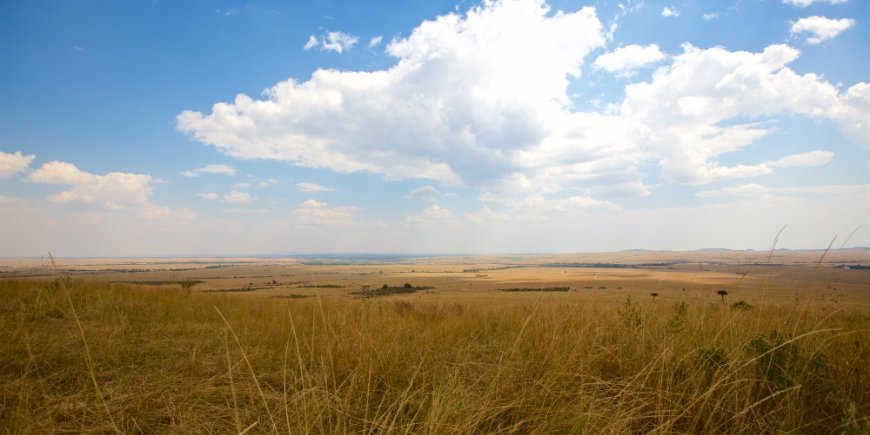 Masai Mara's savanna in July