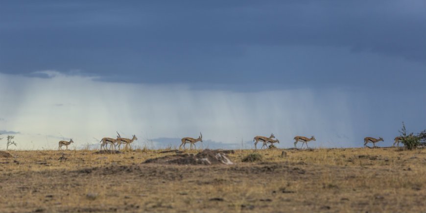 Thompson gazelles and a dark sky in the Masai Mara