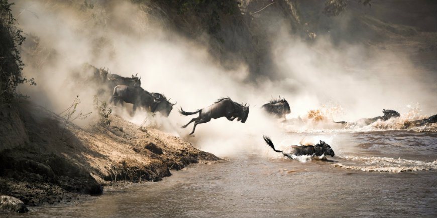 Wildebeests by Mara River