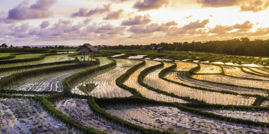 Rice paddie