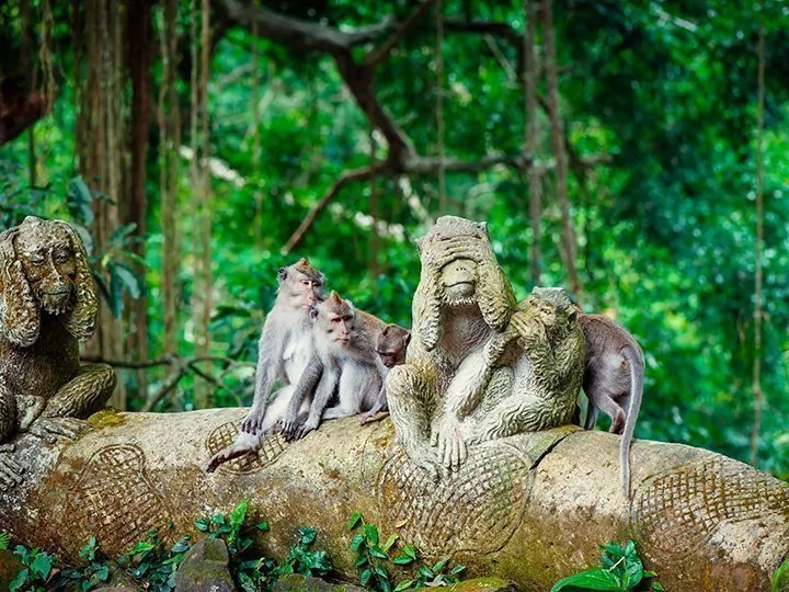 Colony of monkeys living in mangroves near Florida airport delight