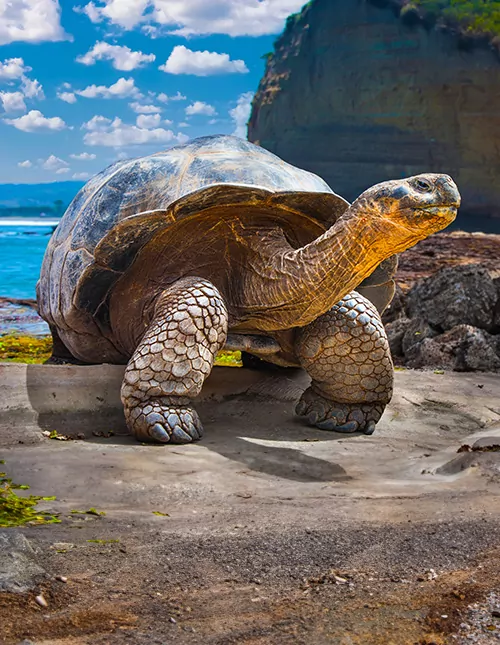 A touch of Ecuador with island hopping in Galapagos