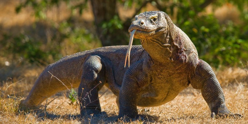 Komodo Dragon