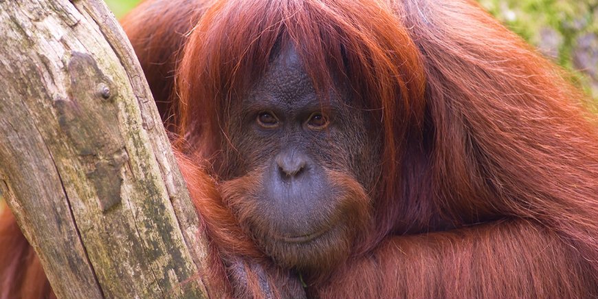 Orangutan Sumatra