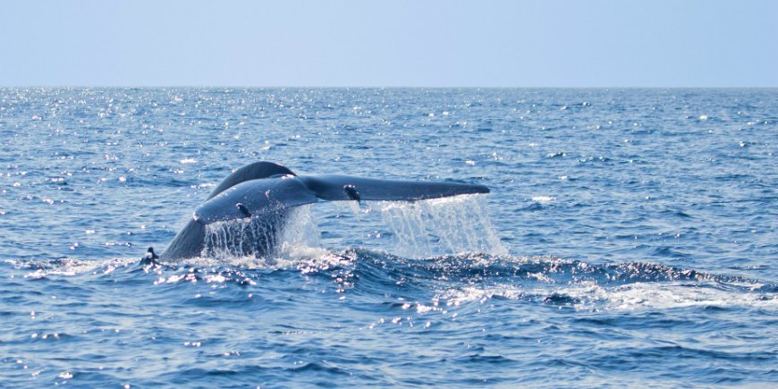 Blue Whale Sri Lanka