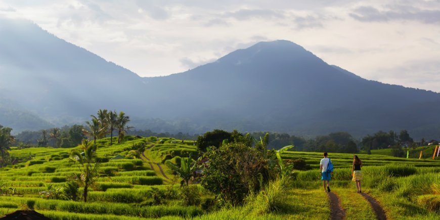 Paddy field, Ubud