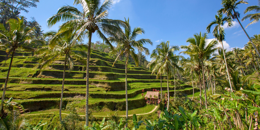 Tegallalang rice terrace in Bali, Indonesia