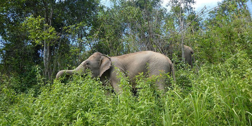 Elephant in ChangChill in Chiang Mai