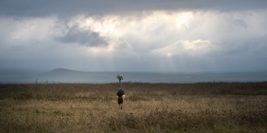 Crowned cranes in the Ngorongoro Crater in Tanzania