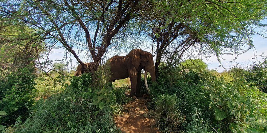 Green landscapes and elephant in Amboseli National Park in Kenya