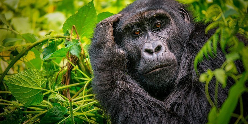 Female gorilla looking at the camera in Bwindi, Uganda