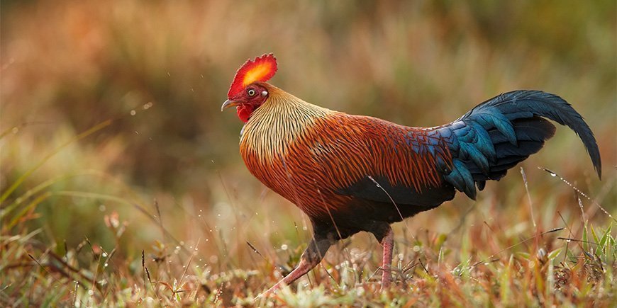 Sri Lankan jungle fowl