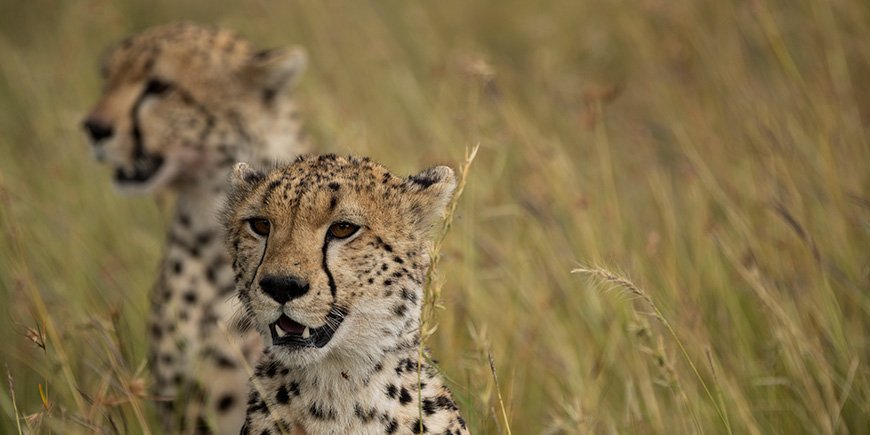 Two cheetahs looking for prey