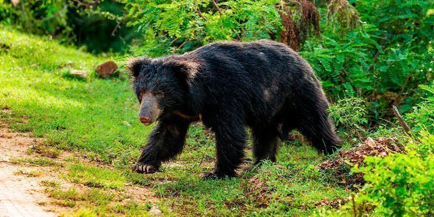 Sloth bear