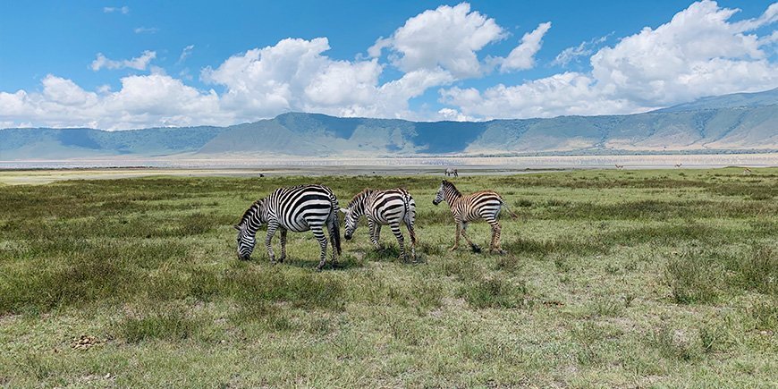 Zebras in the Ngorongoro Crater