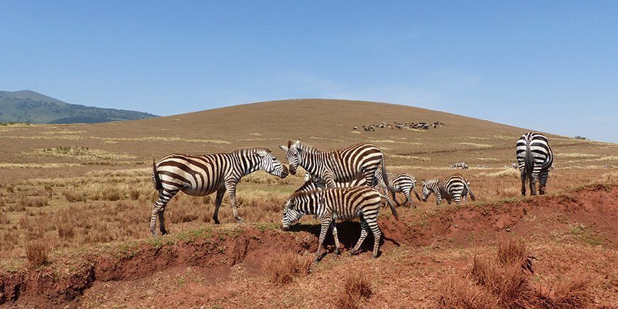 Zebra herd grazing in the Serengeti