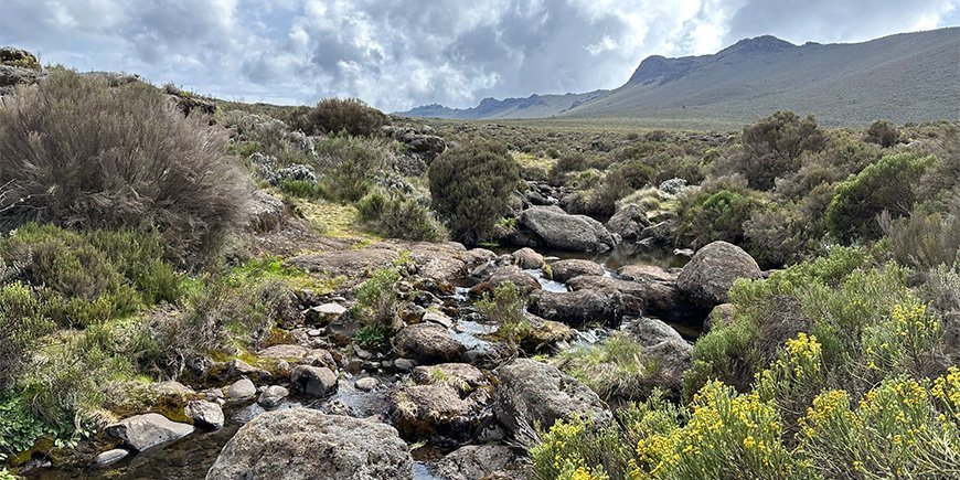 Nature on the Lemosho Route in Kilimanjaro National Park