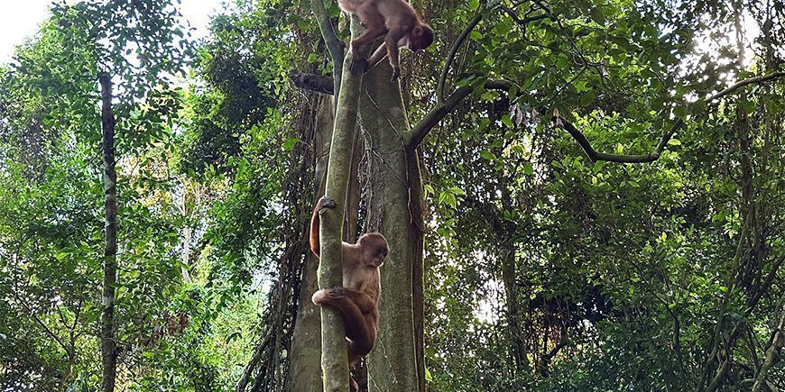 Capuchin monkeys in tree in the Amazon in Peru