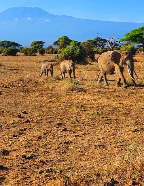 Around Kilimanjaro: safari, nature & culture in Kenya and Tanzania