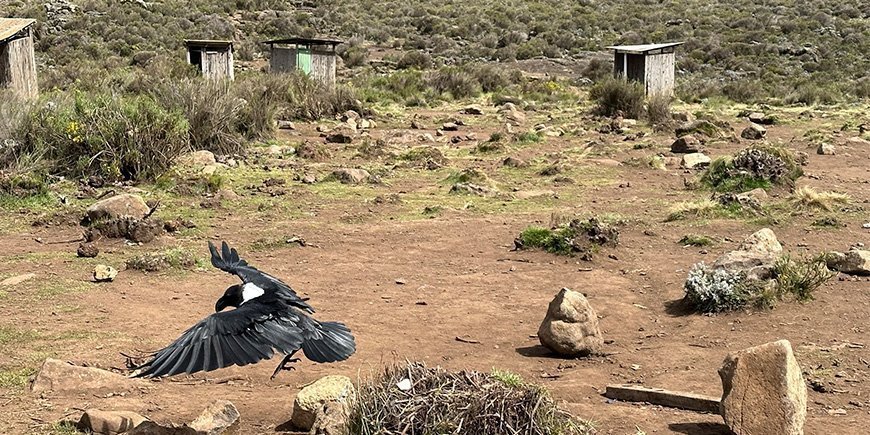 Crow in a camp on Kilimanjaro