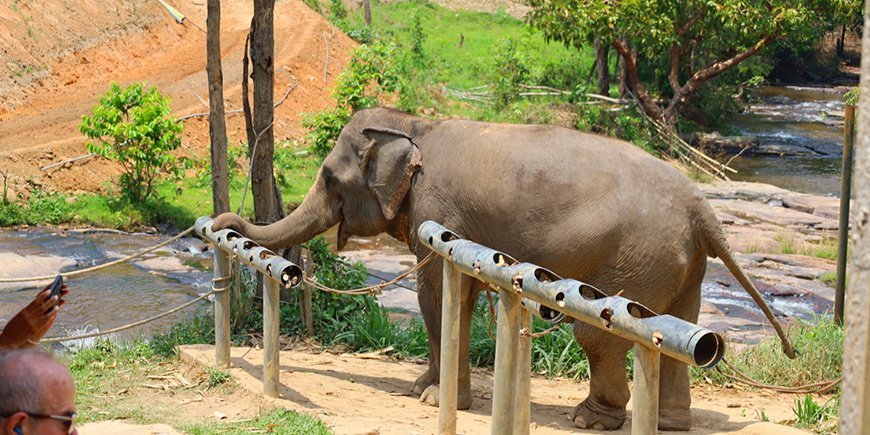 Elephant at ChangChill Elephant Reserve in Chiang Mai