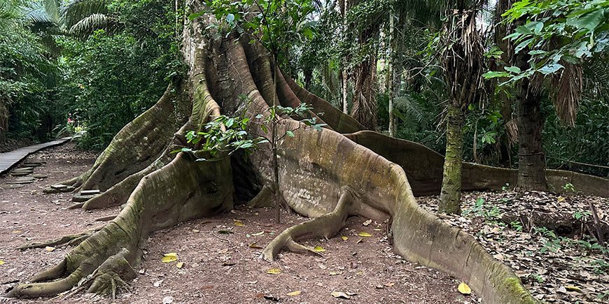 Giant tree in the Amazon in Peru