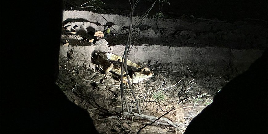 Caiman in the dark in the Peruvian Amazon