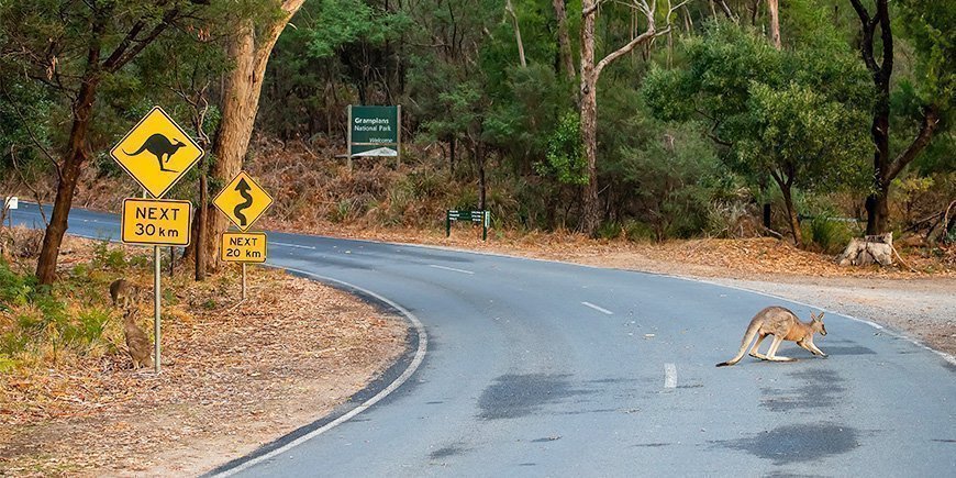 Kangaroo on the road in Australia