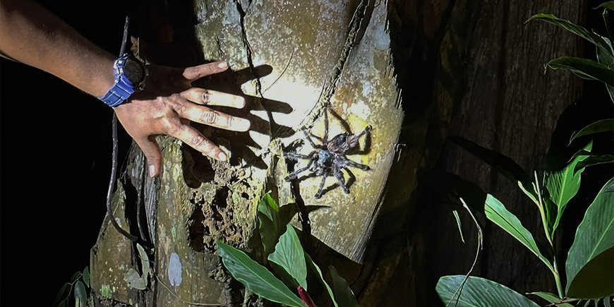 Tarantula on a tree in the Peruvian Amazon