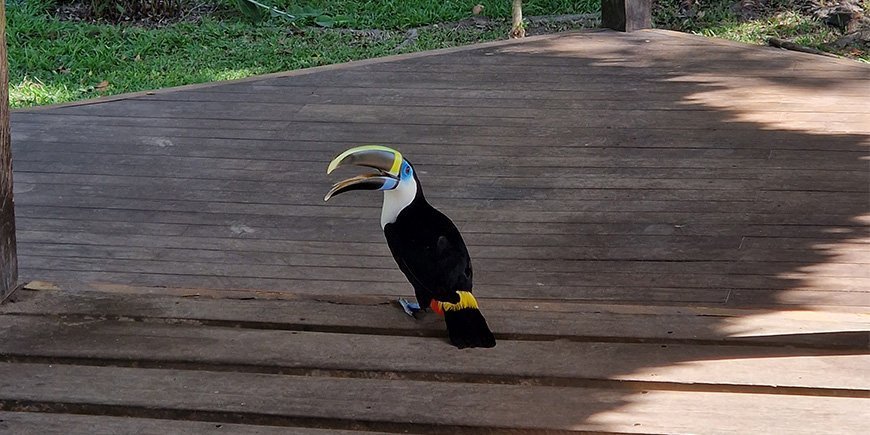 Toucan at a lodge in the Peruvian Amazon