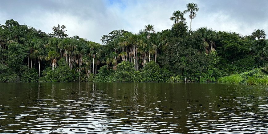 View of the Amazon rainforest from the river