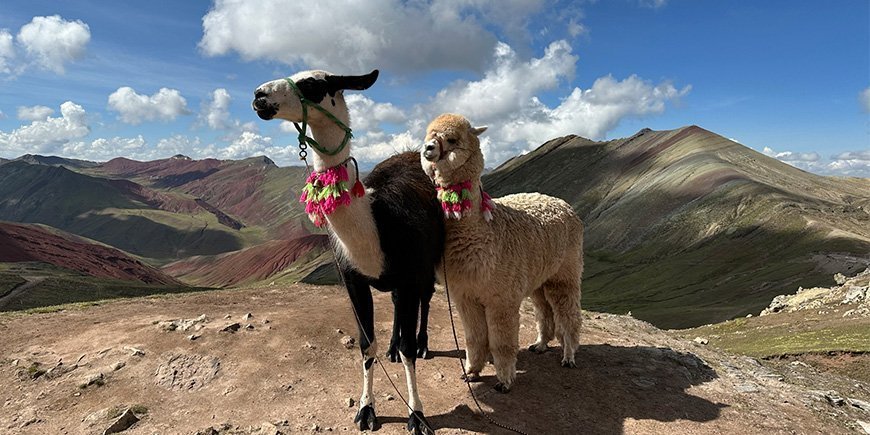 Two llamas on top of Rainbow Mountain