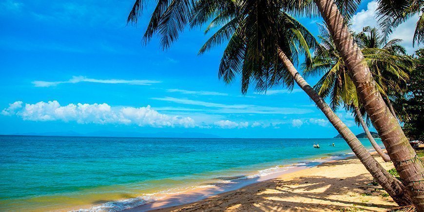 Palm tree on Mae Nam Beach on Koh Samui in Thailand.