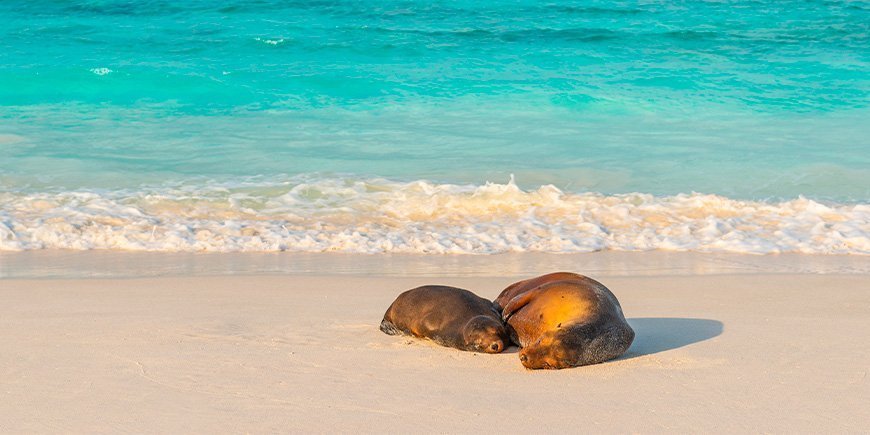 Two seals napping on the beach in the Galapagos Islands, Ecuador.