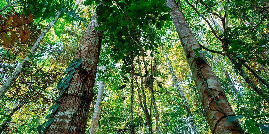 Lush surroundings in Tena in the Amazon in Ecuador.