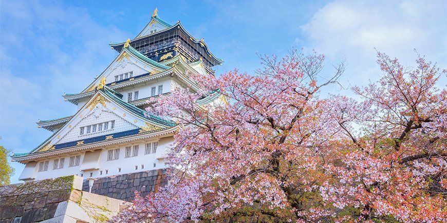 Cherry blossom at Osaka Castle in Japan.