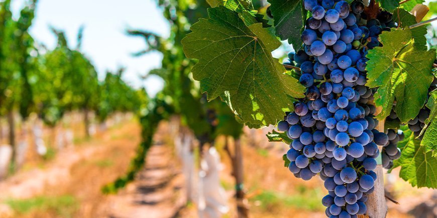 Grape vines in Mendoza, Argentina