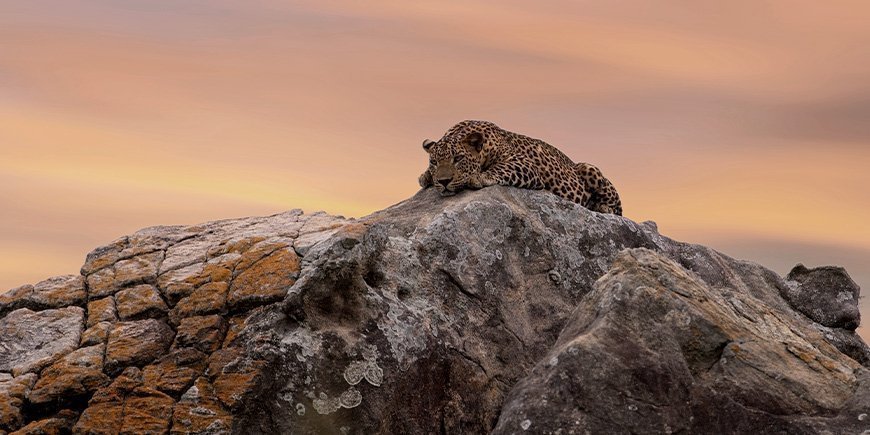 Leopard lying on a rock in Yala National Park in Sri Lanka.