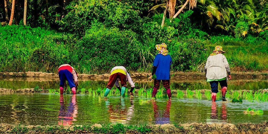 Local farmers on Koh Yao Yai