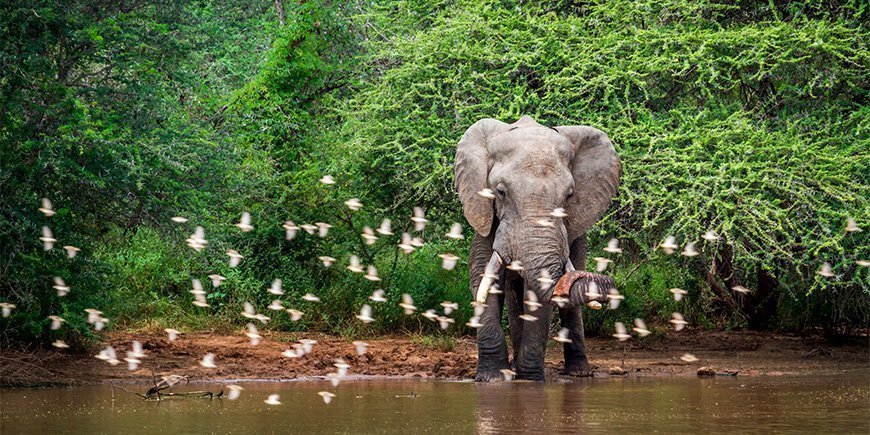 African elephant in lush surroundings in South Africa's Kruger National Park.