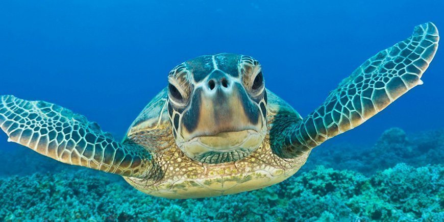 Sea turtle in the water in the Galapagos Islands