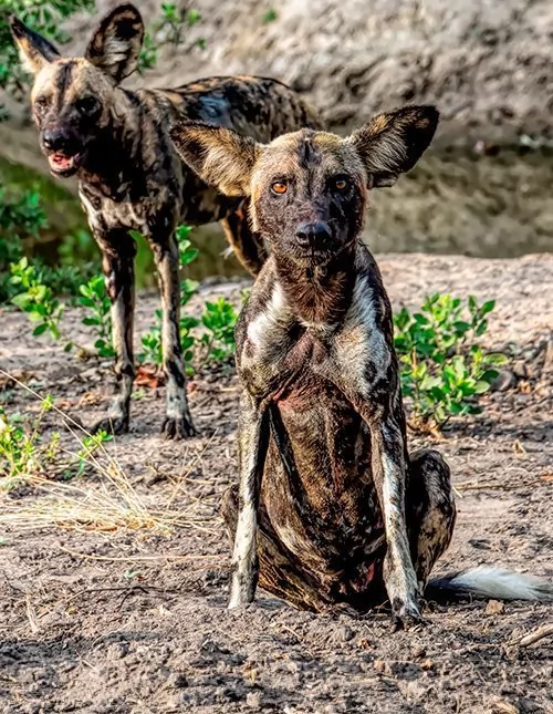 Southern Tanzania: fly-in safari in Nyerere & Ruaha