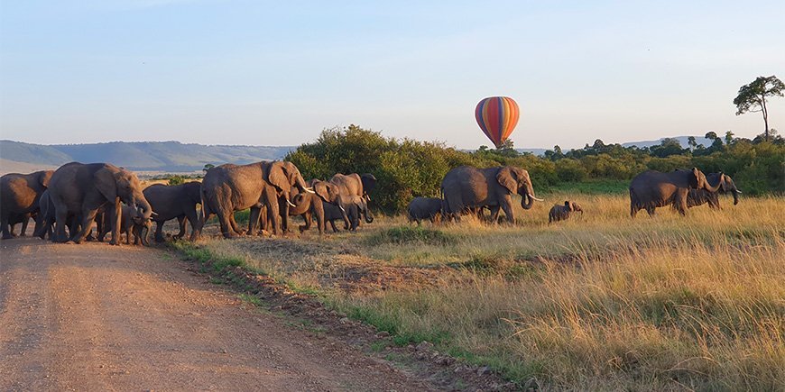 Elephants walking in line in Kenya