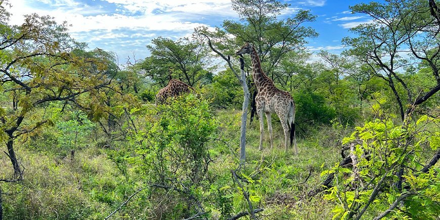 Giraffe in Kruger National Park in November